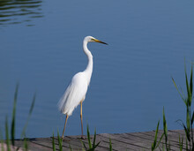 Great Egret, Ardea Alba. A Bird Stands On A Wooden Bridge On The Riverbank