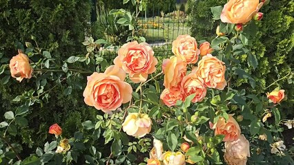Wall Mural - branches of rose with beautiful flowers swaying in the wind