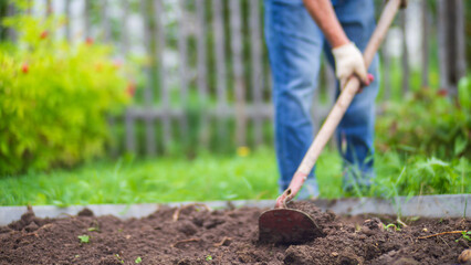 Farmer cultivating land in the garden with hand tools. Soil loosening. Gardening concept. Agricultural work on the plantation