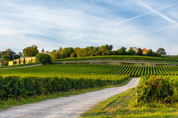 Wall Mural - Sunny landscape of vineyards of Saint Emilion, Bordeaux. Wineyards in France. Road passing through rows of vine on a grape field. Wine industry. Agriculture and farming concept