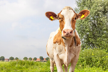 Sticker - cow walking towards, looking in front view, flies on the nose, red and white stock, happy and cute a blue sky