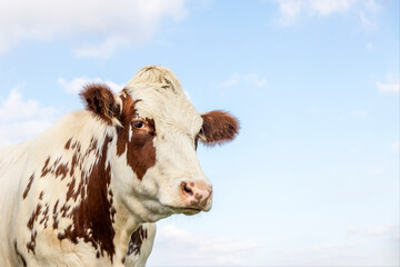 Sticker - Cute cow, copy space red and white, looking at camera, calm and shy, with a blue sky background