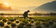 Leinwanddruck Bild - asian rice farmer, sunrise landscape
