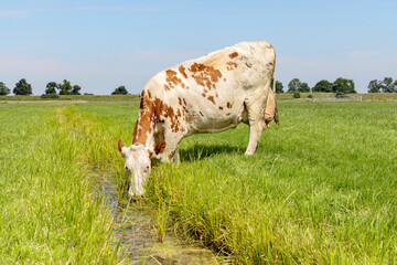 Sticker - Cow drinking water on the bank of a creek, head down, a rustic country scene, in a green field in holland