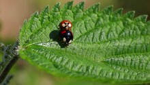 Ladybug Mating Moment And Hour