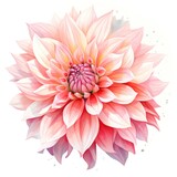 watercolor dahlia flowers illustration on a white background.