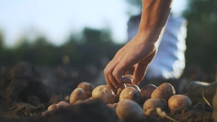 Wall Mural - potatoes agriculture. farmer a selects potato harvest next to bag on lifestyle agricultural field in soil. agriculture business concept. farmer works storing potatoes in the field