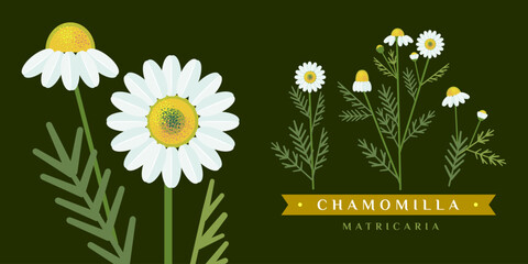 Vector drawing of chamomile. Isolated flower and leaves. Detailed botanical sketch of tea, organic cosmetics, medicine, aromatherapy