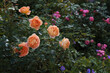 Beautiful English roses Lady of Shalott