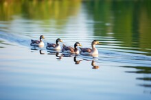 A Group Of Ducks Swimming In A Row On A Tranquil Lake