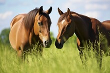 Two Horses Grazing Together In A Green Meadow