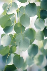Poster - Eucalyptus leaves forming background.