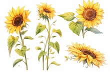 Set Of Sunflower Hand Drawn Watercolor Illustration.