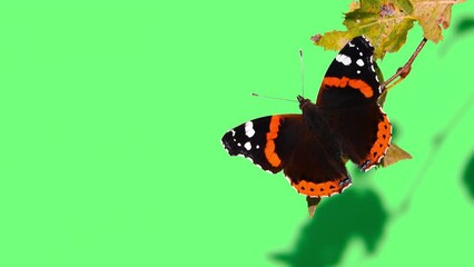 Sticker - Butterfly Admiral on a green screen