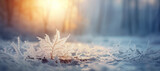 Fototapeta Fototapety z naturą - Winter season outdoors landscape, frozen plants in nature on the ground covered with ice and snow, under the morning sun - Seasonal background for Christmas wishes and greeting card