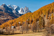 Claree Valley larch trees in autumn colors with Main de Crepin mountain peak. Cerces Massif, Nevache, Hautes Alpes. Alps, France