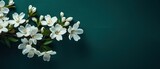 Whisper of jasmine flowers. Sparse jasmine blooms on a deep teal background. Minimalist floral texture. 