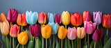 Fototapeta Tulipany - Row of Colorful Tulips