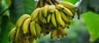 Collection of bananas in Costa Rica park With copyspace for text