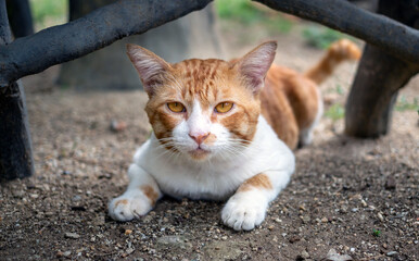 Wall Mural - Close-up headshot of a cute chubby white chubby  orange cat lying and looking at camera