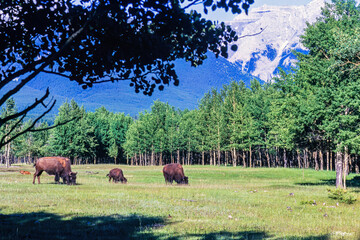 Canvas Print - Bison buffalos grazing on a meadow in a beautiful landscape