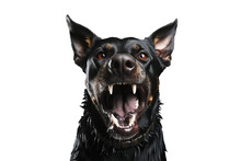 Portrait Of Angry Doberman Dog Isolated On Transparent Background. Generative Ai