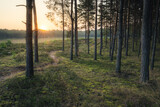 Fototapeta  - Wschód słońca na polanie w lesie, Kampinoski Park Narodowy. Leśna ścieżka o wschodzie słońca 