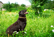 A black labrador sits sideways in the green grass. Dog with open mouth and tongue. He looks up. The photo is blurred and horizontal