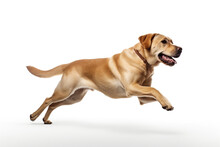 Labrador Retriever Dog Running And Jumping Isolated On White Background.