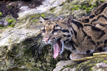 Wall Mural - A clouded leopard, Neofelis nebulosa, yawning. This big cat is endemic to Asia and vulnerable in the wild.