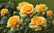 yellow roses in the garden close up view 