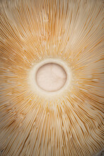 Closeup Of The Underside Of A Shaggy Parasol Mushroom