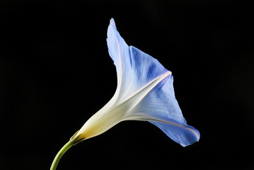 Wall Mural - Morning glory side view