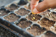 © wdnld - Farmer starting seeds in a greenhouse