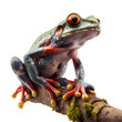 frog on transparent background PNG