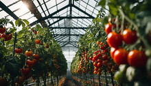 Freshly Picked Bushes Of Tomatoes, Tomatoes Growing In A Greenhouse