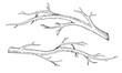 © Ekaterina - Branch tree set. Vector illustration of dry leaf less twig. Hand drawn graphic clip art of bare on isolated background. Linear drawing of bark bough. Outline sketch of stick. Black contour line art