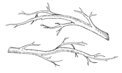 branch tree set. vector illustration of dry leaf less twig. hand drawn graphic clip art of bare on i