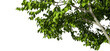 Trees leaves limb composition on transparent backgrounds 3d render png