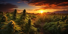 The Sun Is Setting Over A Field Of Marijuana.