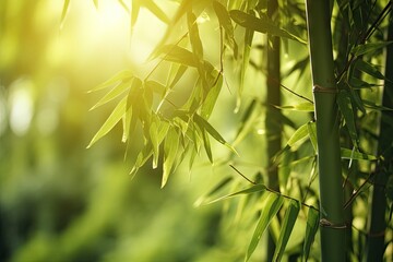 Wall Mural -  a close up of a bamboo plant with the sun shining through the leaves.  generative ai