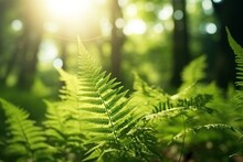  A Green Fern Leaf In A Forest With The Sun Shining Through The Trees.  Generative Ai