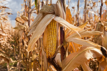 Wall Mural - Ripe corn ear on the dry stem on corn field