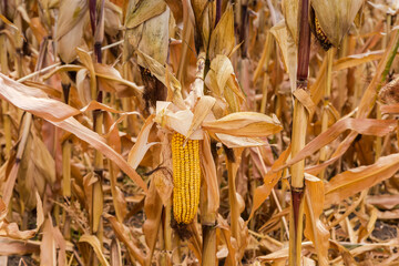 Wall Mural - Ripe corn ears on the dry stems on corn field