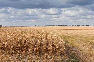 Wall Mural - Fields of ripe corn against cloudy sky in sunny day