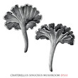 Craterellus sinuosus botanical vintage illustration black and white clip art