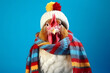 Studio portrait of a chicken or hen wearing knitted hat, scarf and mittens. Colorful winter and cold weather concept.