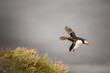 The Puffin's High Dive