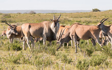 Eland Bull In The Wild,  De Hoop Nature Reserve, Overberg, South Africa