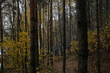 Beautiful autumn forest on a cloudy dark day